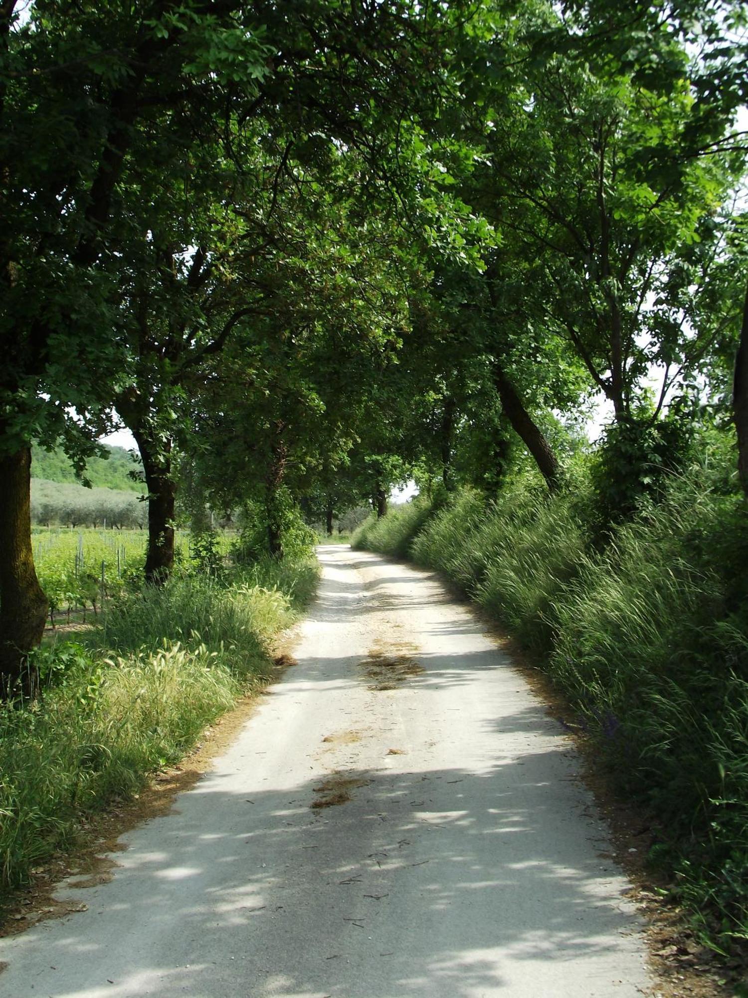 Agriturismo Ca' Castellani Bardolino Extérieur photo