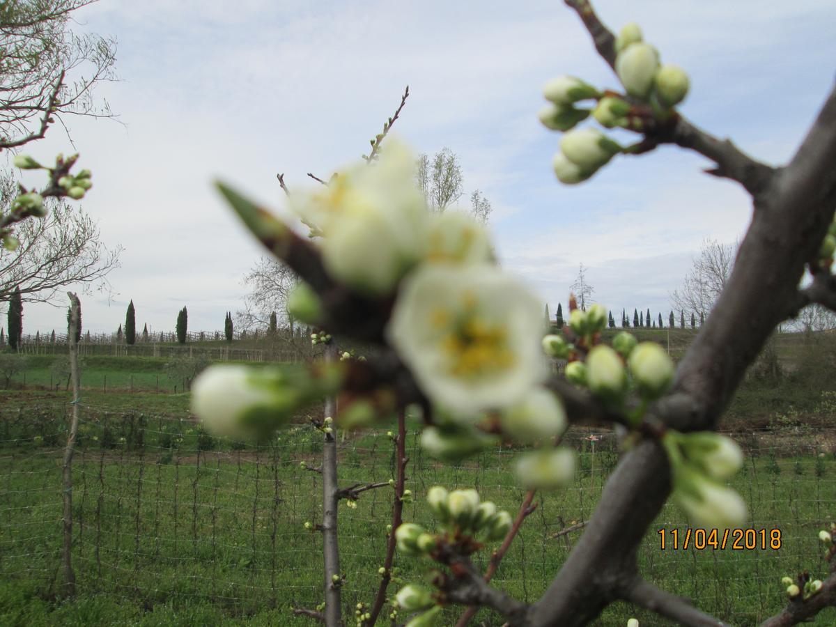 Agriturismo Ca' Castellani Bardolino Extérieur photo